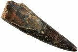 Fossil Pterosaur (Siroccopteryx) Tooth - Morocco #234958-1